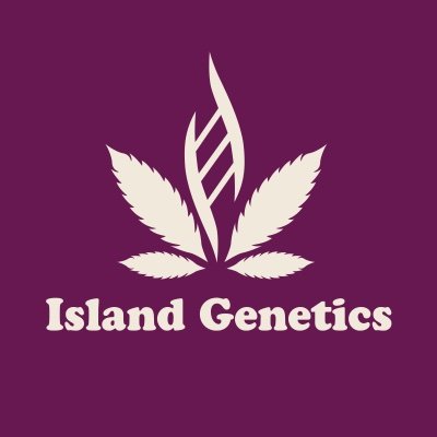 Swamp Water Fumes by Island Genetics